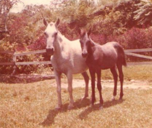 mangalarga marchador stallion